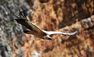 Doğal parktaki akbaba griffonu.