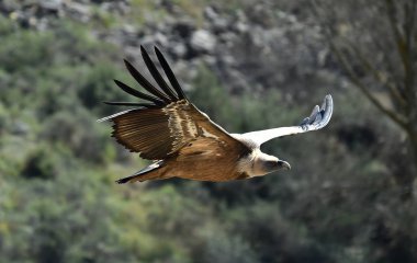 Doğal parktaki akbaba griffonu.