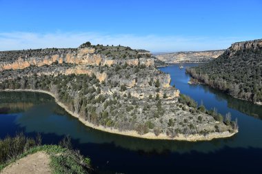 Doğal parktaki akbaba griffonu.