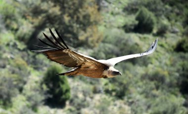 Doğal parktaki akbaba griffonu.