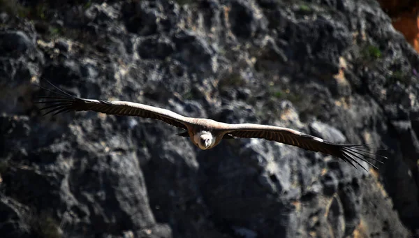 Supí Gryf Přírodním Parku — Stock fotografie