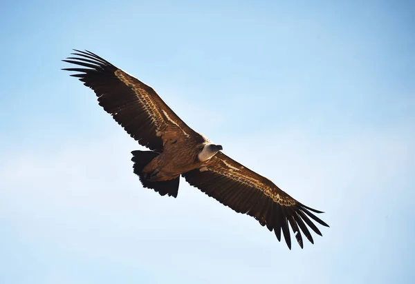 Griffon Abutre Parque Natural — Fotografia de Stock