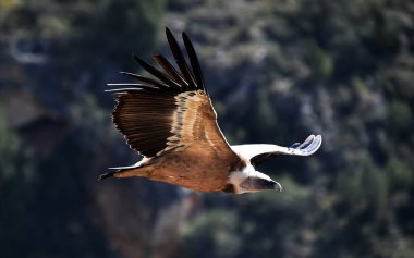 Doğal parktaki akbaba griffonu.