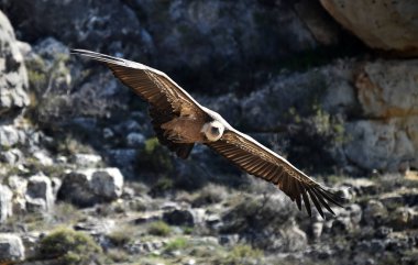 Doğal parktaki akbaba griffonu.