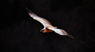 Doğal parktaki akbaba griffonu.