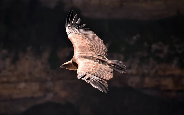 Een Gier Griffie Het Natuurpark — Stockfoto