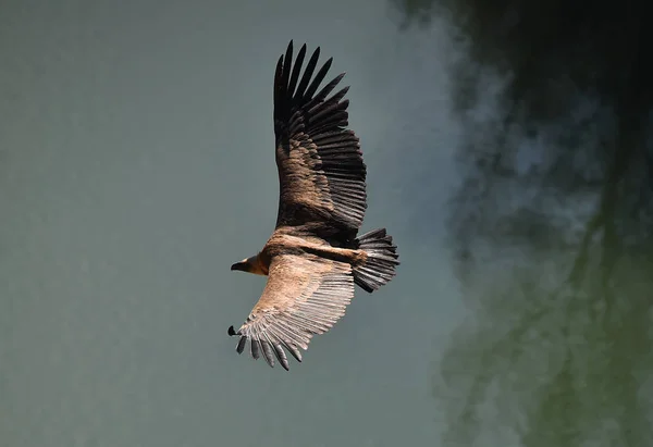 Griffon Abutre Parque Natural — Fotografia de Stock