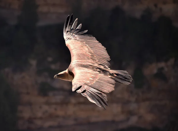 Een Gier Griffie Het Natuurpark — Stockfoto