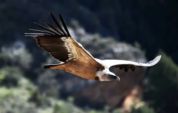 Vulture Griffon Natural Park — Stock Photo, Image