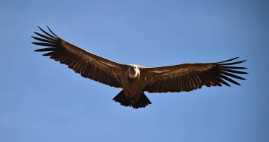 İspanyol doğal parkında uçan büyük bir akbaba.