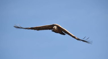 İspanyol doğal parkında uçan büyük bir akbaba.
