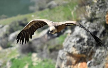 İspanyol doğal parkında uçan büyük bir akbaba.