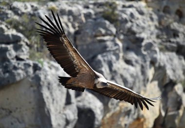 İspanyol doğal parkında uçan büyük bir akbaba.