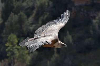 İspanyol doğal parkında uçan büyük bir akbaba.