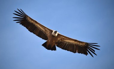 İspanyol doğal parkında uçan büyük bir akbaba.