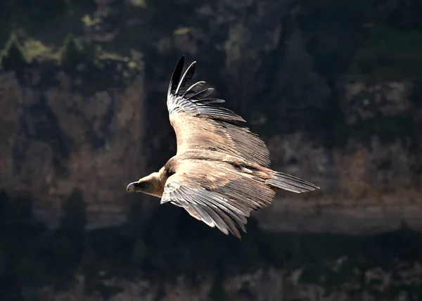 Gran Buitre Volando Parque Natural Español — Foto de Stock