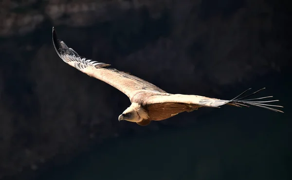 Een Grote Gier Die Vliegt Het Spaanse Natuurpark — Stockfoto