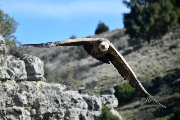 Spanyol Doğal Parkında Uçan Büyük Bir Akbaba — Stok fotoğraf