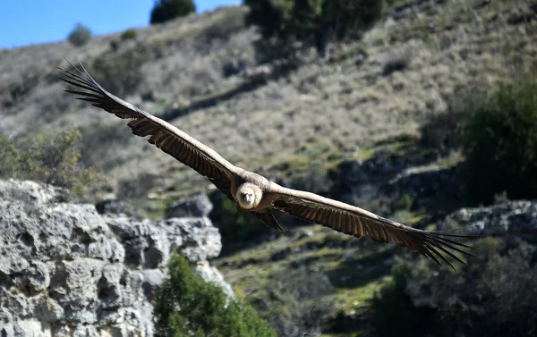 Gran Buitre Volando Parque Natural Español —  Fotos de Stock