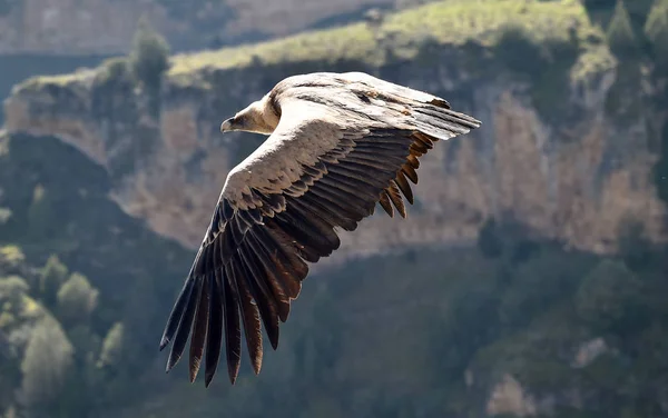 Gran Buitre Volando Parque Natural Español — Foto de Stock