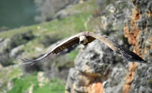 Een Grote Gier Die Vliegt Het Spaanse Natuurpark — Stockfoto