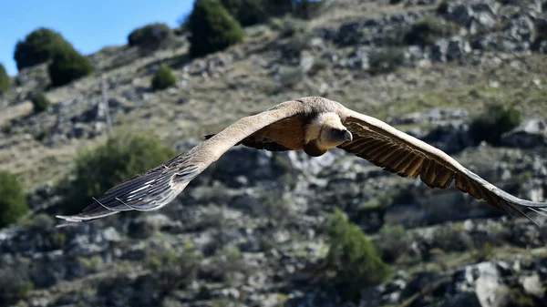 スペインの自然公園を飛ぶ大きなハゲワシは — ストック写真