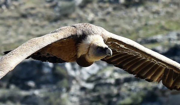 Spanyol Doğal Parkında Uçan Büyük Bir Akbaba — Stok fotoğraf
