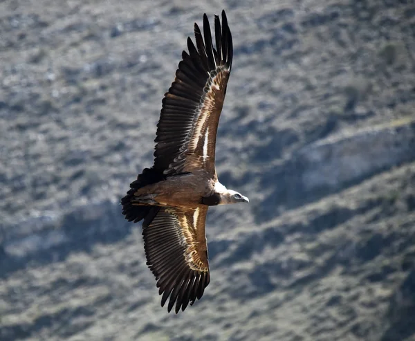 Een Grote Gier Die Vliegt Het Spaanse Natuurpark — Stockfoto