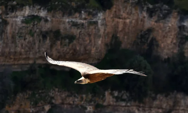 Stor Gam Som Flyger Den Spanska Naturparken — Stockfoto