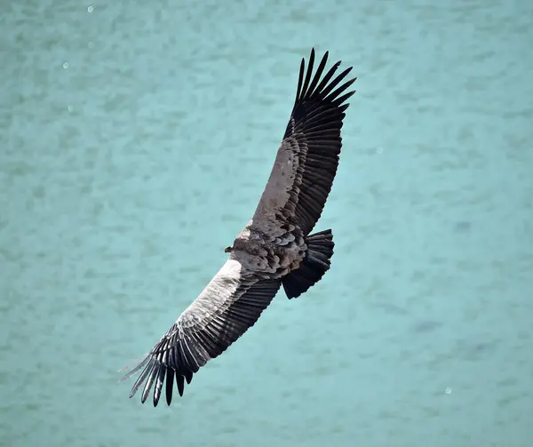 Big Vulture Flying Spanish Natural Park — Stock Photo, Image