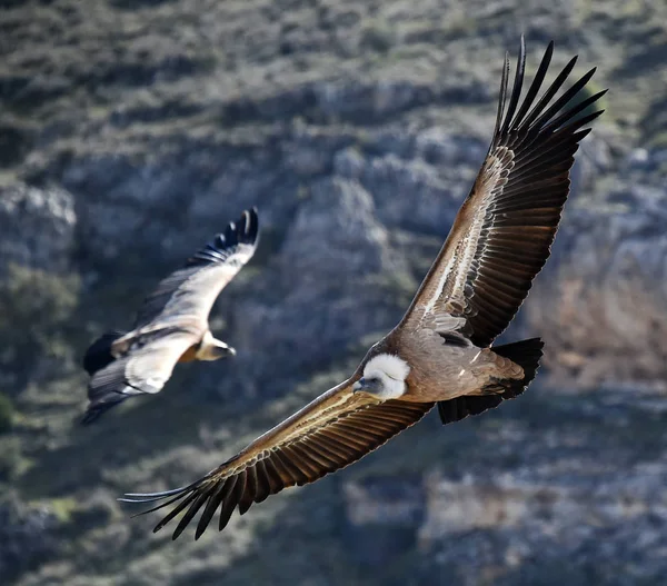 Een Grote Gier Die Vliegt Het Spaanse Natuurpark — Stockfoto