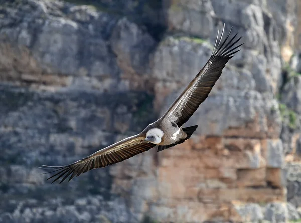 Gran Buitre Volando Parque Natural Español — Foto de Stock