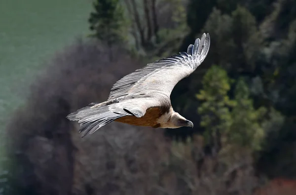 Gran Buitre Volando Parque Natural Español — Foto de Stock