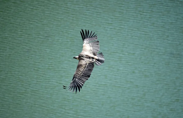Gran Buitre Volando Parque Natural Español — Foto de Stock