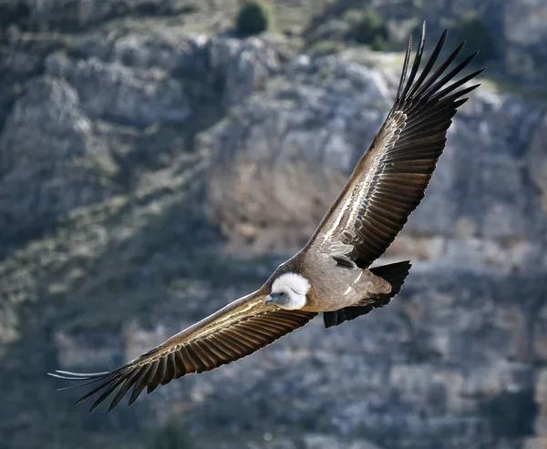 Gran Buitre Volando Parque Natural Español — Foto de Stock