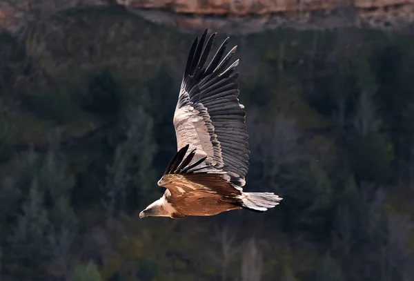 Ein Großer Geier Fliegt Spanischen Naturpark — Stockfoto