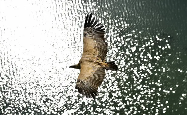 Gran Buitre Volando Parque Natural Español — Foto de Stock