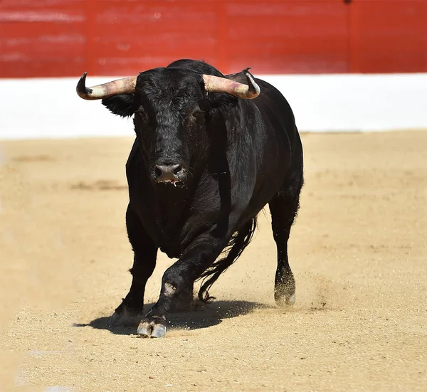 闘牛の伝統的なショーで大きな角を持つスペインの黒牛 — ストック写真