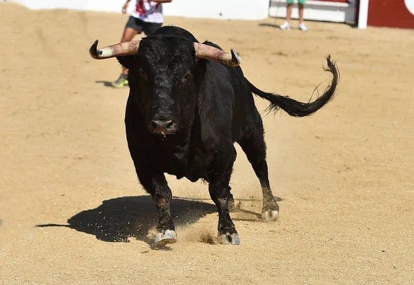 Taureau Noir Espagnol Avec Grandes Cornes Dans Spectacle Traditionnel Corrida — Photo