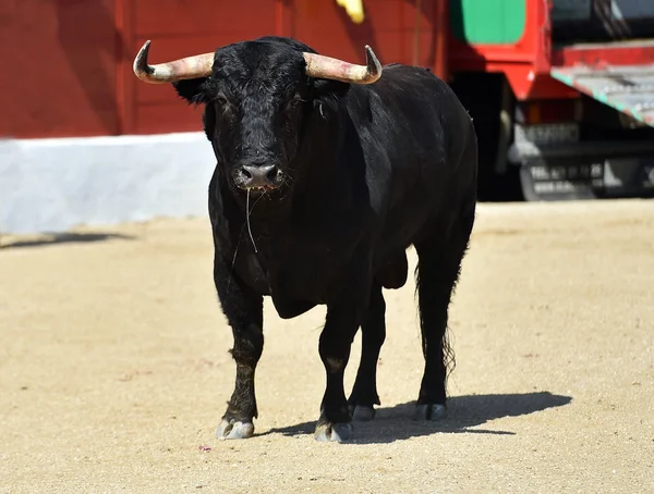 Taureau Noir Espagnol Avec Grandes Cornes Dans Spectacle Traditionnel Corrida — Photo