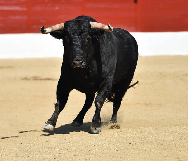 Испанский Чёрный Бык Большими Рогами Традиционном Шоу Корриды — стоковое фото