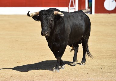 Geleneksel boğa güreşi gösterisinde büyük boynuzları olan İspanyol bir siyah boğa.