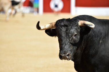 Geleneksel boğa güreşi gösterisinde büyük boynuzları olan İspanyol bir siyah boğa.