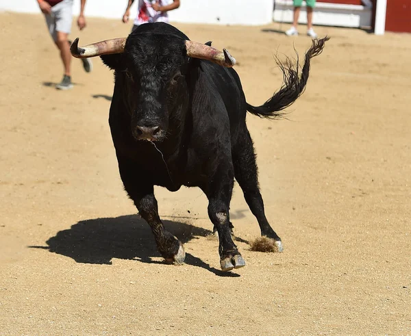 Španělský Černý Býk Velkými Rohy Tradiční Přehlídce Býčích Zápasů — Stock fotografie