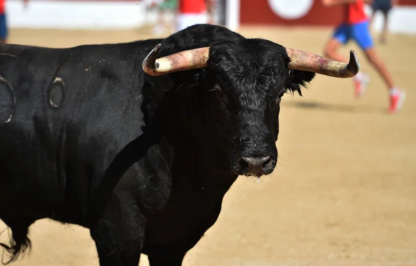 Egy Spanyol Fekete Bika Nagy Szarvakkal Hagyományos Bikaviadalban — Stock Fotó