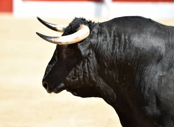 Touro Preto Espanhol Com Grandes Chifres Show Tradicional Tourada — Fotografia de Stock