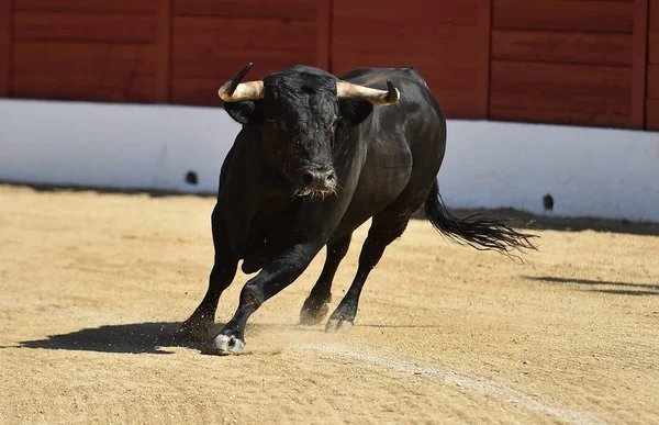 Spanish Black Bull Big Horns Traditional Show Bullfight — Stock Photo, Image