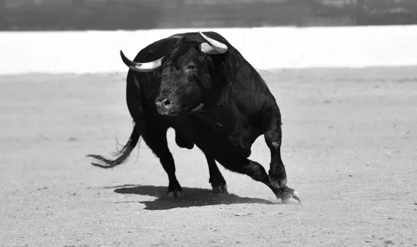 一头长着大角的西班牙黑色公牛在传统的斗牛表演中 — 图库照片