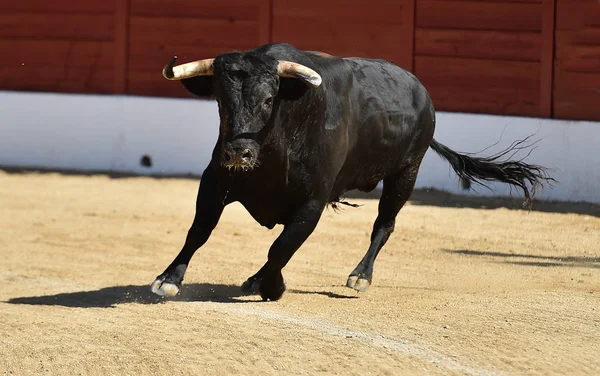 Touro Preto Espanhol Com Grandes Chifres Show Tradicional Tourada — Fotografia de Stock