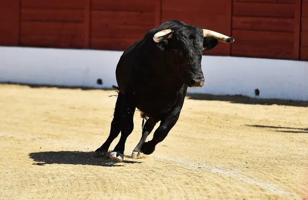 Ein Spanischer Schwarzer Stier Mit Großen Hörnern Traditionellen Stierkampf — Stockfoto